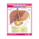 Vital Body Systems 2 (6 Wall Charts) - Educational Wall Chart Pack in English