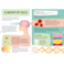 Sassi Travel Learn and Explore &ndash; The Human Body   Portable Educational Playset for Kids   Hands‑On Anatomy Learning