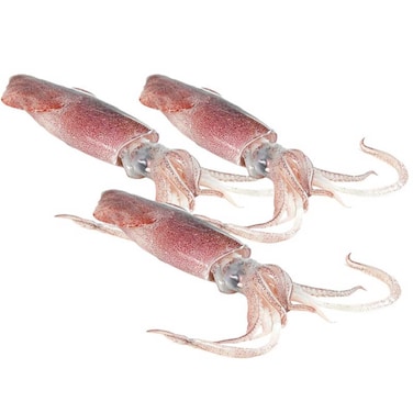 Fresh Squid