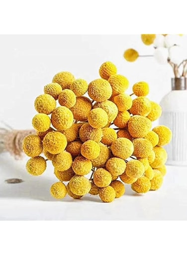 20 Stems Natural Craspedia Dried FlowersYellow Billy Buttons Balls Bouquet, Bundles Natural Dried Flowers, （Large） Diameter Approximate1-1/2In for Home Decor, Photo Props,DIY Flower Arrangements