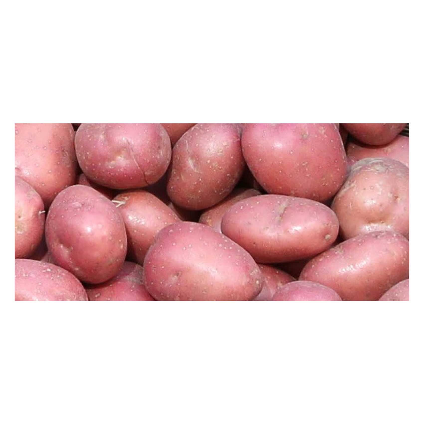 Alika Red Potato