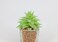 Artificial succulent bonsai-Model 07