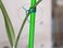 ABBASALI Multi-Functional Sturdy Garden Plant Twist Tie with Cutter Tie/Zip Tie/Coated Wire for Gardening, Home, Office Organization 100 Meter
