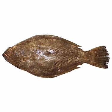 سمك موسى كبير