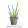 Aloe Vera 15-20 CM   Fresh Plants