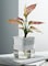 vsell24&nbsp;Hydroponic Indoor Plant with Clear Plastic Container - Elegant Design, Easy Maintenance-Large