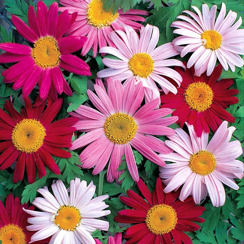 Buy Pack of 3 Pyrethrum Flower Seeds Online | Carrefour UAE