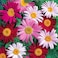 Pack of 3 Pyrethrum Flower Seeds