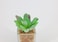 Artificial succulent bonsai-Model 11