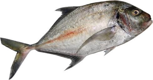 Whiting Fish