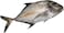 Whiting Fish