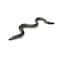 Eel Fish