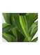 Generic Artificial Plant With Planter Green