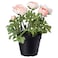 Fejka - Artificial Potted Plant, In/Outdoor, Ranunculus Pink, 12 Cm