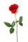 1ROSE WITH ACCESSORY