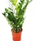 Zamioculcas Zamiifolia 10cm pot 35cm height