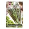 Pride Seeds Kale Black Kale