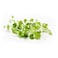 Microgreen Kale 50G