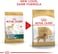Royal Canin Bhn Golden Retriever Adult 12 Kg Breed Health Nutrition Dog Food