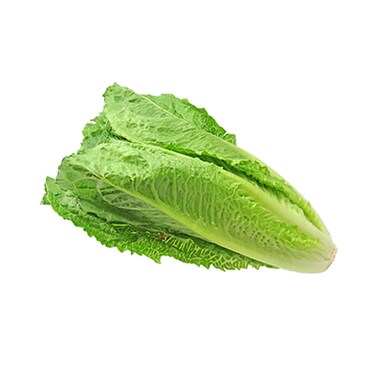 Romaine Lettuce
