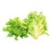Aquaponic Lettuce Oakleaf Green 1Pc