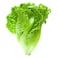 Lettuce Romaine 1pc