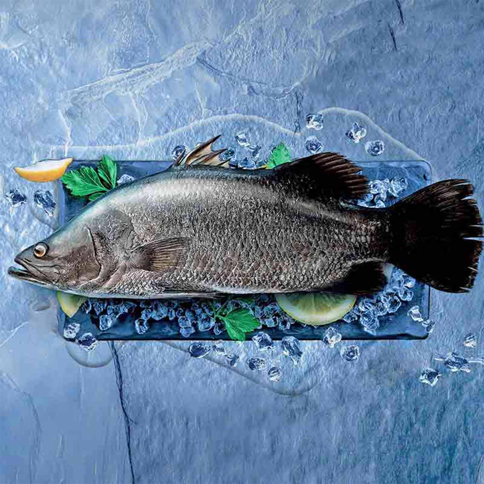 Buy Fresh Bahri Sea Bass Fish 1.5 - 2kg Online | Carrefour KSA
