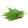Curry Leaves