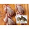 Fresh Super Jumbo Quail - 2 Pieces