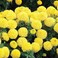 Pack of 3 Marigold Flower Seeds