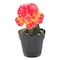 Coloured Cactus Plant