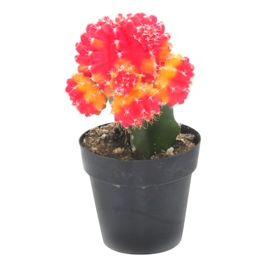 Coloured Cactus Plant