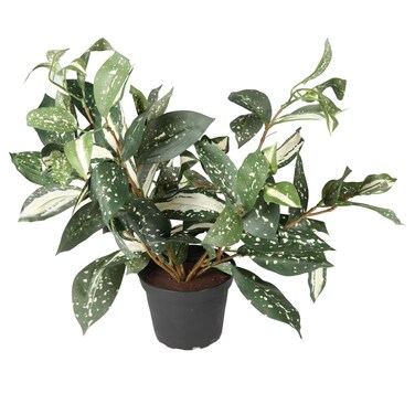 Generic Maranta Prayer Green Plant