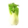 Organic Fennel
