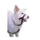 Company of Animals Hss Link Black- Small