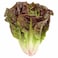Little Heart Gem Lettuce 4-Piece Pack