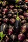 Big Eggplants