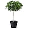 Fejka - Artificial Potted Plant, In/Outdoor, Weeping Fig Stem, 12 Cm