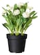Generic Artificial Potted Plant Multicolour