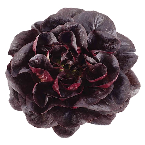 Butter Head Red Lettuce