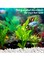10-12mm Medium White Stones Polished Natural White Pebbles For Garden Landscaping Fish Tank Vase Filler Cactus Succulents Aquariums-20kg