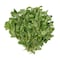 Nabat Fresh Greek Oregano - 25gm