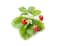 CLICK &amp; GROW WILD STRAWBERRY REFILL 3 PACK