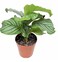 Calathea Orbifolia Plant With Pot And Soil Green/Brown