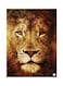 Lion Metal Plate Poster Multicolour 15x20centimeter