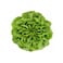 Armela Green Solanova Butterhead Lettuce 300g