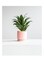 lower Pot with Drainage Holes and Saucers Plants Indoor Modern Home Decor Ceramic Flower Pots Indoor Bonsai Container-Large
