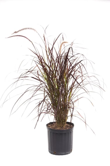 Pennisetum Red 50-70 CM   Fresh Plants