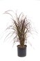 Pennisetum Red 50-70 CM   Fresh Plants