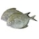 Black Pomfret Fresh